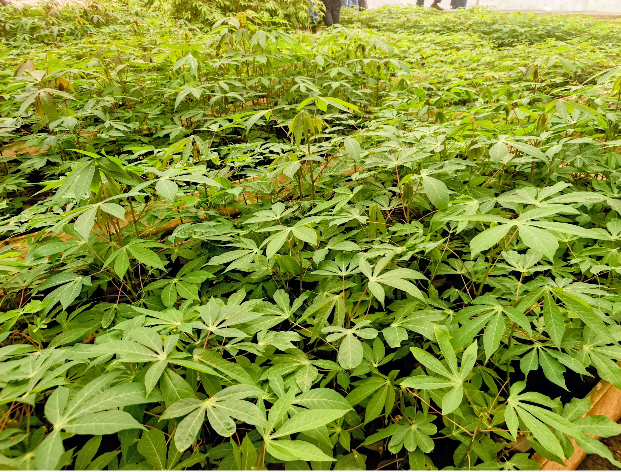 Modern Agricultural in Rwanda